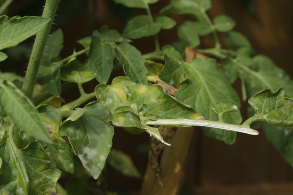 Vita fläckar på tomatblad kan förstöra din skörd. Så här förhindrar du det