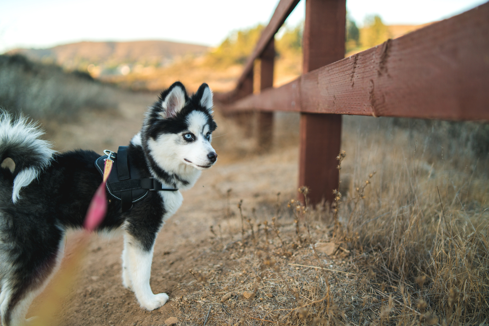 Den här hundrasen är som ett lotteri. Men Pomsky charmar dig inte bara med sitt utseende