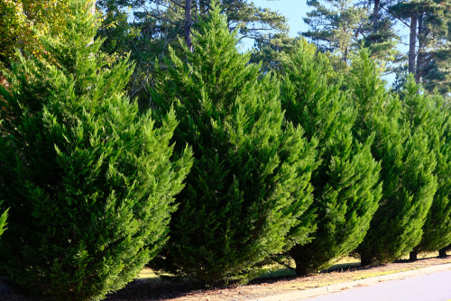 7 växter som du aldrig bör plantera i en liten trädgård