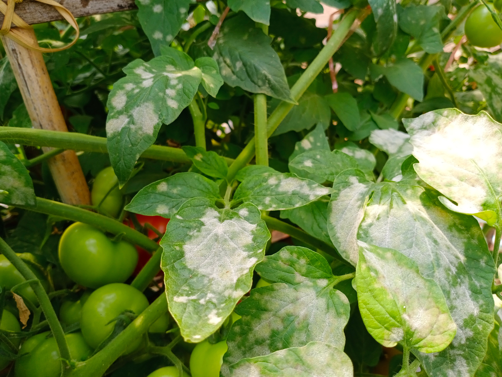 Vita fläckar på tomatblad kan förstöra din skörd. Så här förhindrar du det