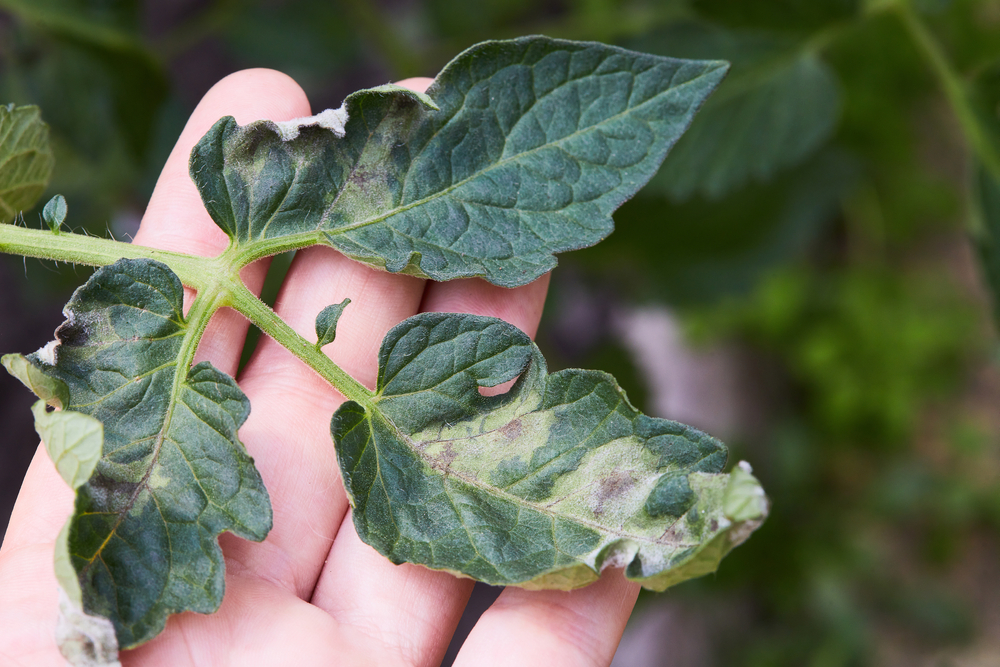 Vita fläckar på tomatblad kan förstöra din skörd. Så här förhindrar du det