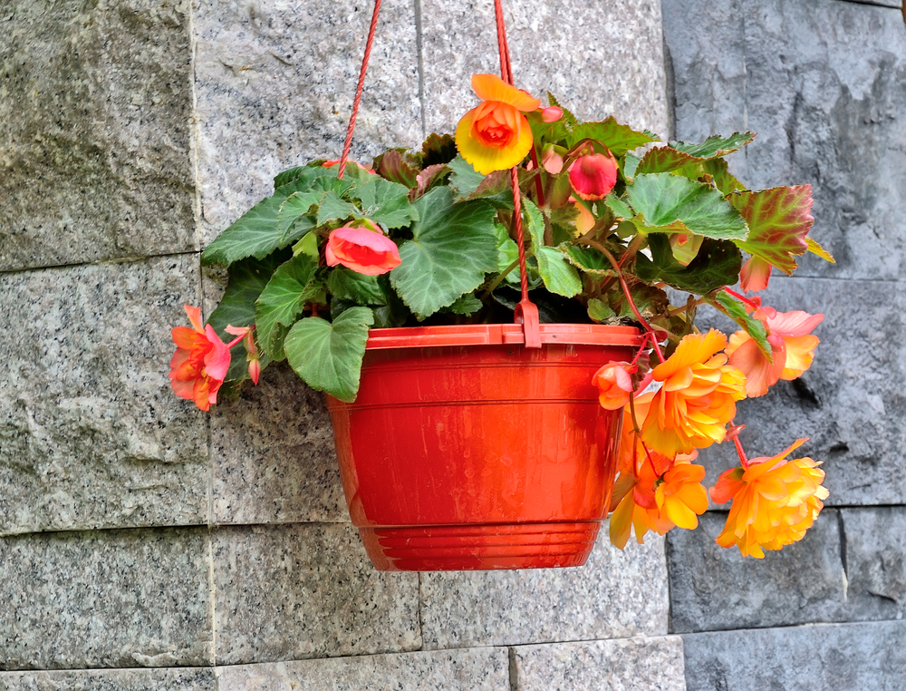 Hur man odlar begonia: Det är därför du måste börja redan i februari