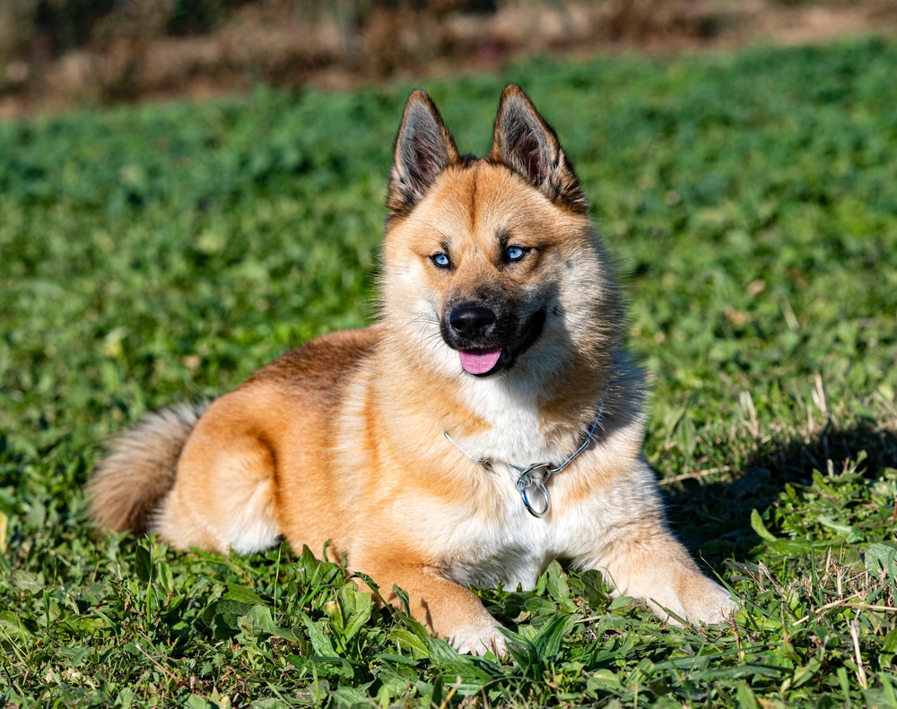 Den här hundrasen är som ett lotteri. Men Pomsky charmar dig inte bara med sitt utseende