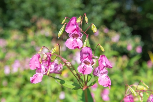 7 växter som du aldrig bör plantera i en liten trädgård