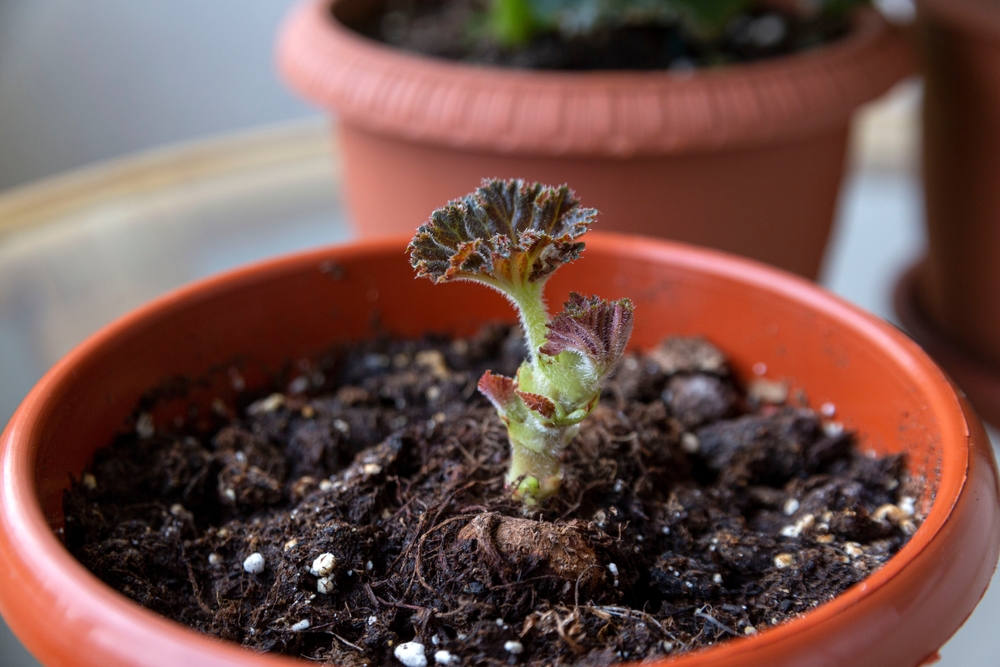 Hur man odlar begonia: Det är därför du måste börja redan i februari