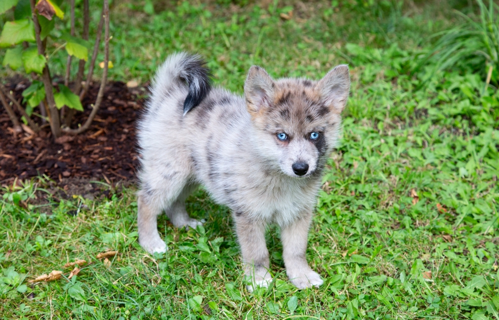 Den här hundrasen är som ett lotteri. Men Pomsky charmar dig inte bara med sitt utseende