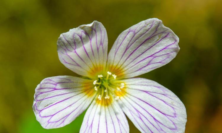 Det är Inget Ogräs Istället För Att Rycka Upp Den Vattna Den Eller Plantera Den I En Kruka Du 