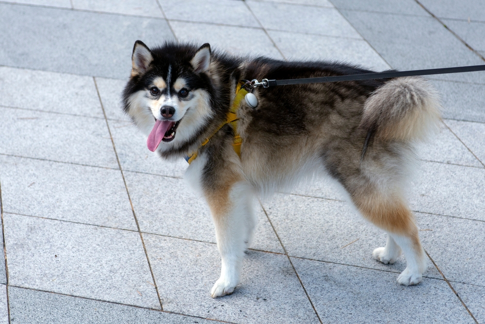 Den här hundrasen är som ett lotteri. Men Pomsky charmar dig inte bara med sitt utseende