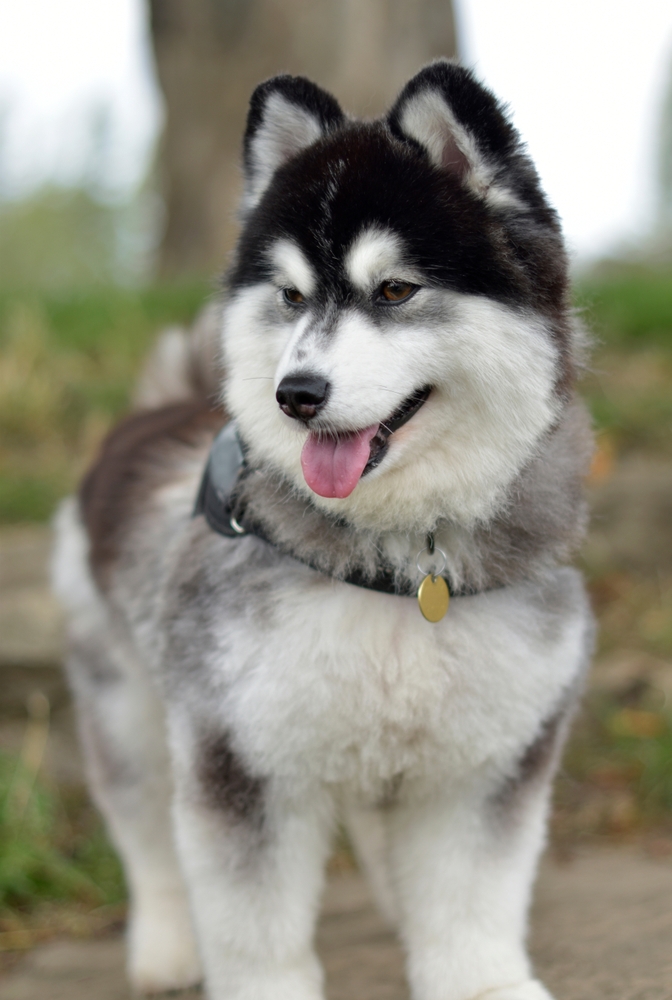 Den här hundrasen är som ett lotteri. Men Pomsky charmar dig inte bara med sitt utseende